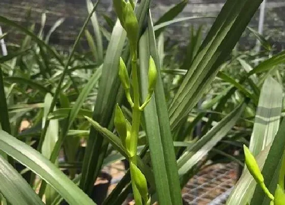 花期|四季兰一年开几次花