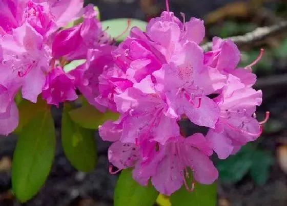 开花时间|杜鹃花什么季节开花 一般在几月份会开花