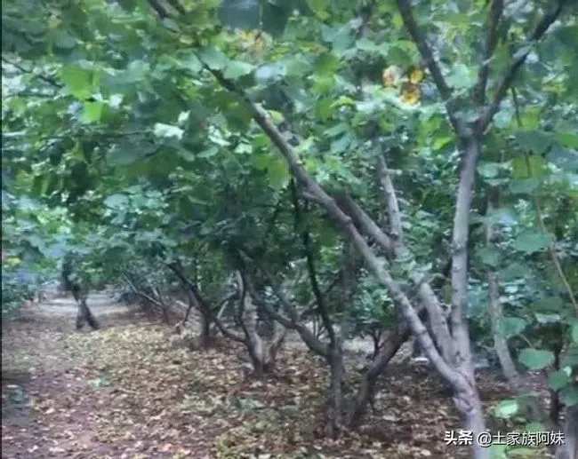 植物修剪|榛子树秋天能剪枝吗，大榛子树什么时候需要修剪枝条）