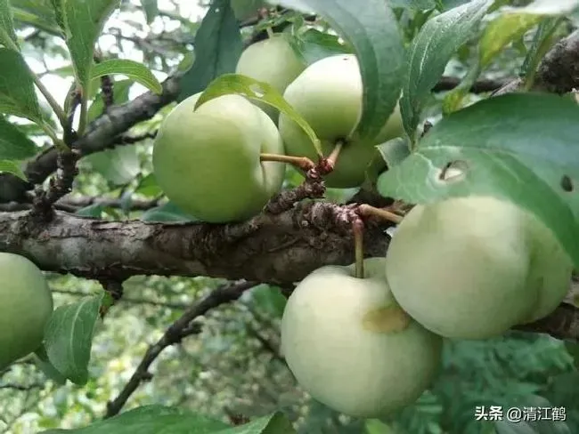 植物施肥|果树缺钙用什么肥料最适合，果树需补什么钙肥最好）