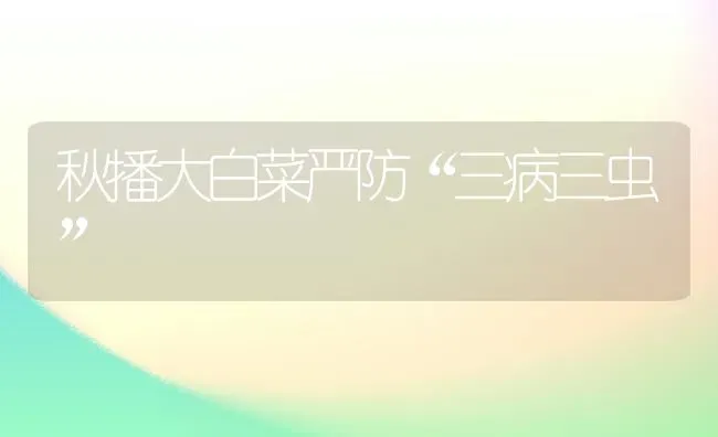 秋播大白菜严防“三病三虫” | 蔬菜种植
