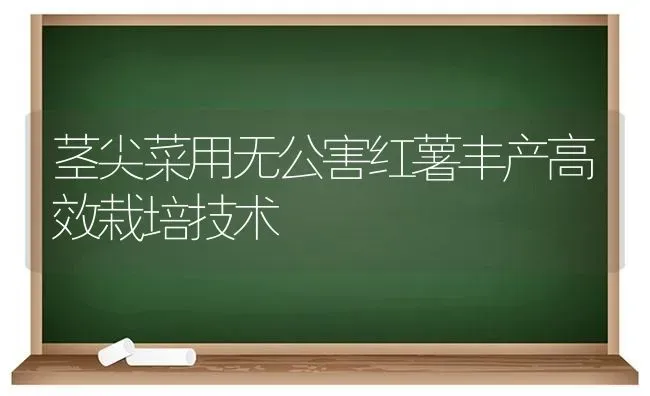 茎尖菜用无公害红薯丰产高效栽培技术 | 蔬菜种植