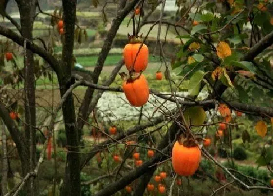 植物排行|柿子树什么品种最好