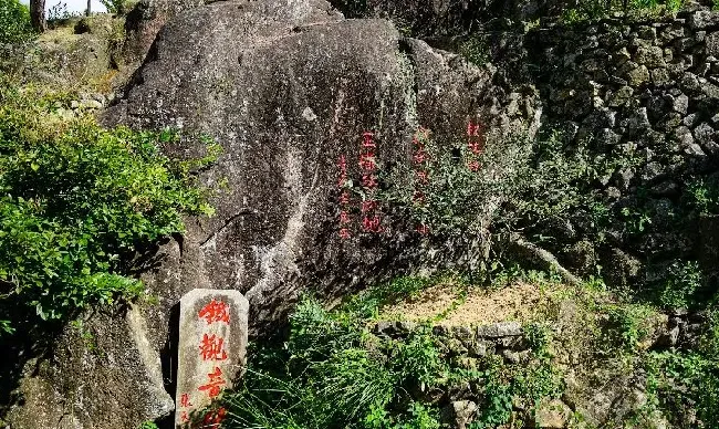 植物泡水|铁观音属于什么绿茶还是红茶（铁观音茶叶哪里的最正宗）