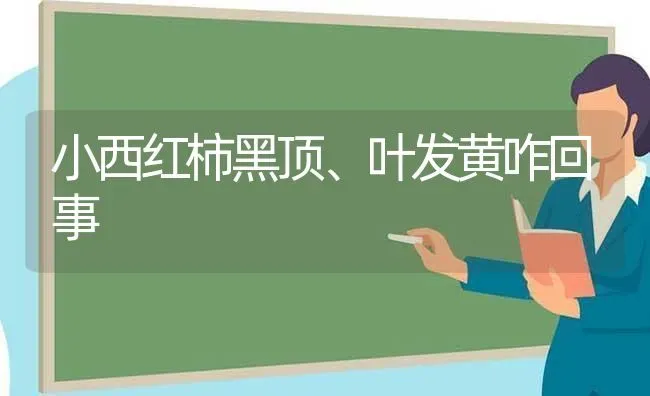 小西红柿黑顶、叶发黄咋回事 | 蔬菜种植