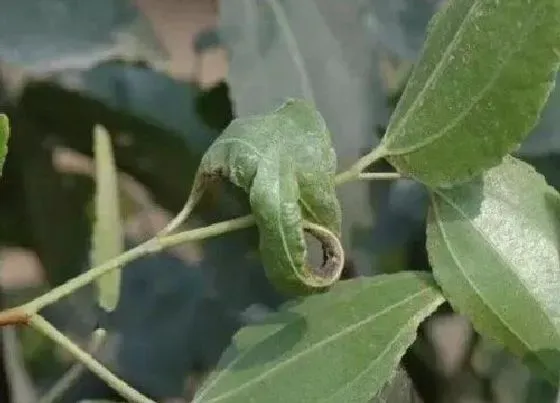 植物虫害|枣树病虫害防治技术与方法措施