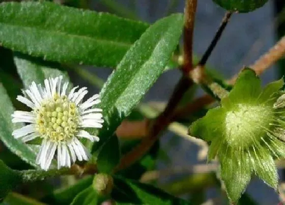 植物百科|旱莲草又叫什么名字