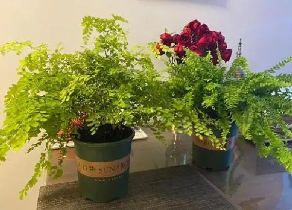 植物浇水|鸟巢蕨多长时间浇一次水
