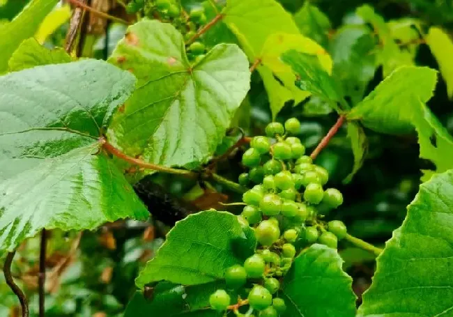 植物百科|水晶果是什么果实（水晶果长什么样子图片）