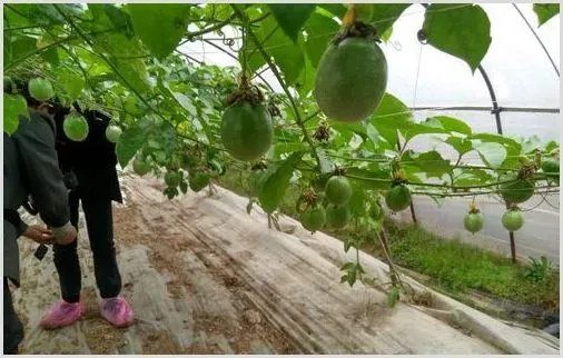 百香果花期特征及温湿度管理技术 | 养殖技术