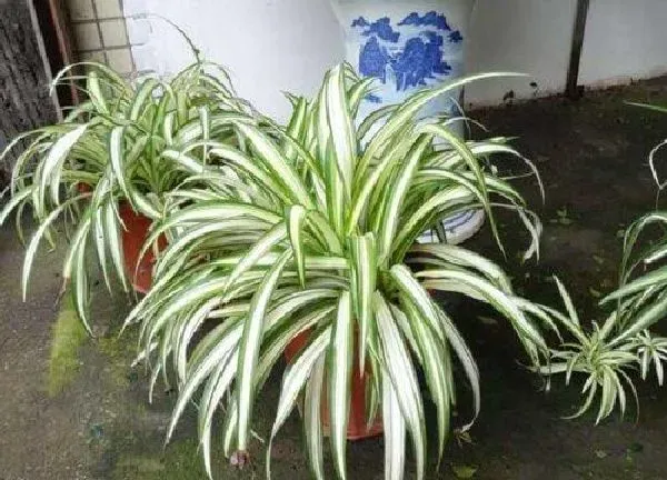 养殖方法|金心吊兰怎么水养 水养方法和注意事项