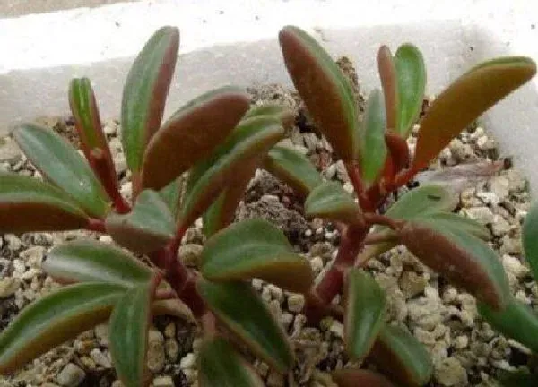 植物扦插|椒草可以扦插吗