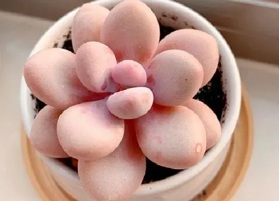 冬天植物|桃蛋冬天怕冷吗 冬天最低多少度能过冬