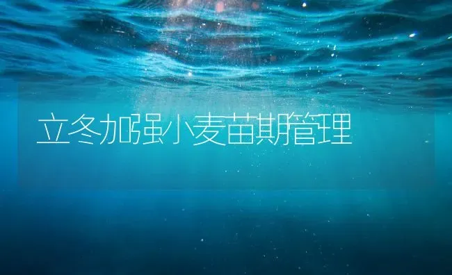 立冬加强小麦苗期管理 | 粮油作物种植