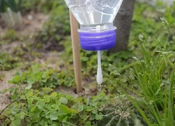 植物浇水|如何给花浇水才正确（长期不浇花不让花枯死的秘诀）