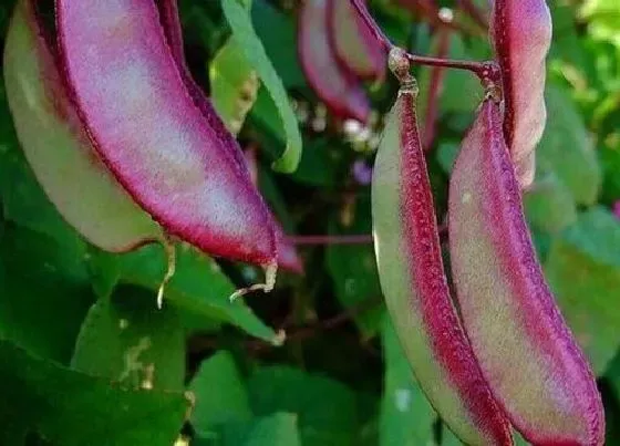 植物播种|紫扁豆什么时候播种合适