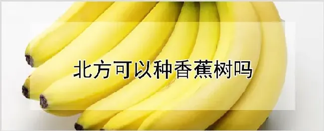 北方可以种香蕉树吗 | 养殖技术