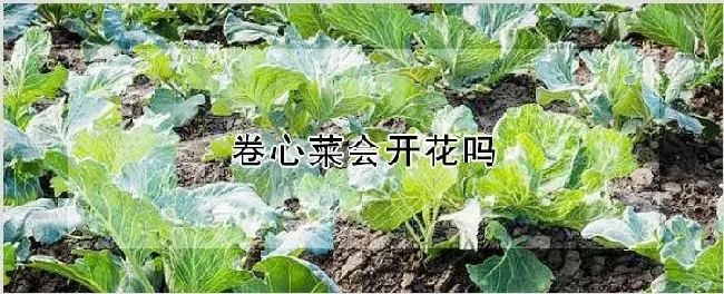 卷心菜会开花吗 | 自然知识