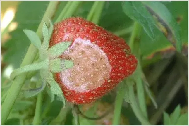 草莓常见病虫害及防治方法 | 种植技术