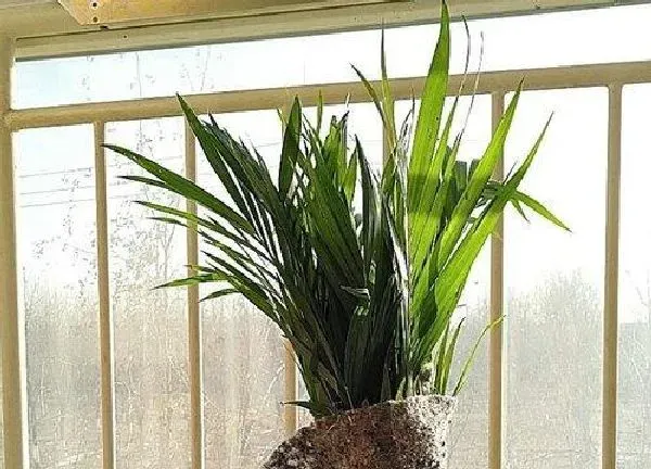 植物移栽|散尾葵上盆时间与养护方法