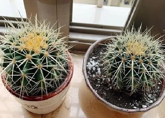 植物招财|家里可以养仙人球吗 仙人球养在家里好不好