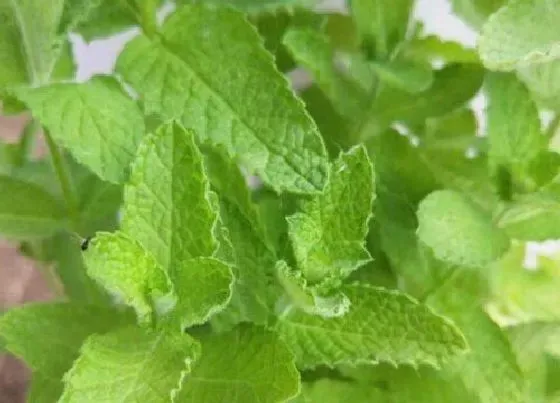 植物香味|薄荷是什么味道的