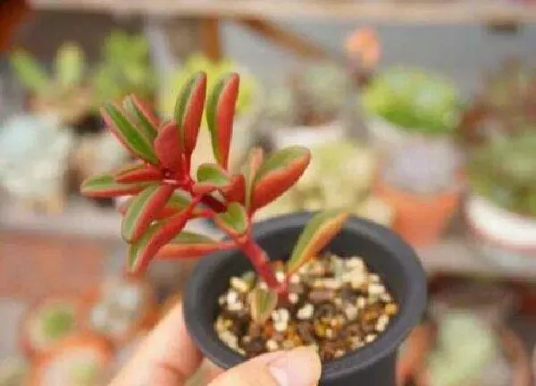 植物扦插|椒草可以扦插吗