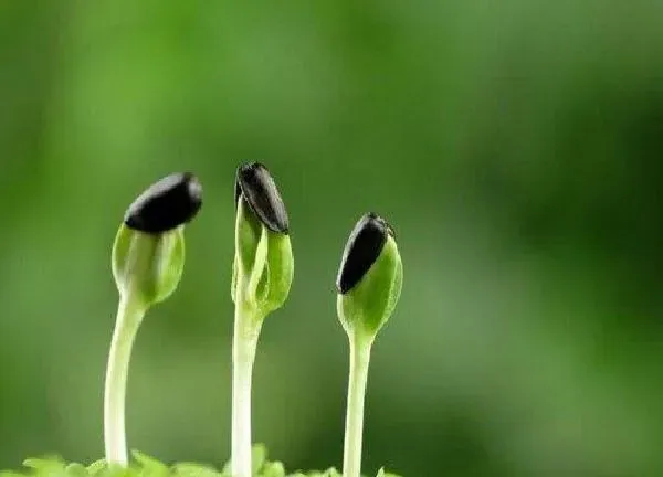 植物发芽|植物发芽的过程