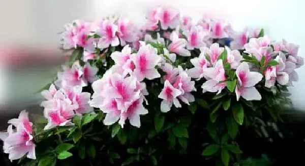 植物浇水|杜鹃花可以浇醋吗 用醋水浇的正确方法