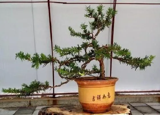 种植管理|红豆杉盆栽种植方法和注意事项