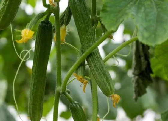 果实成熟|黄瓜多久成熟 从开花到成熟要多长时间