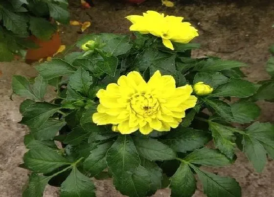 花卉百科|九月开的花有哪些图片 什么花是九月份开的