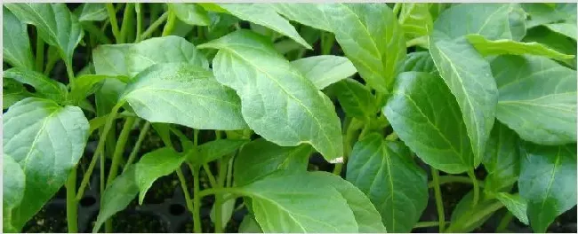 辣椒苗不分叉怎么回事 | 种植技术