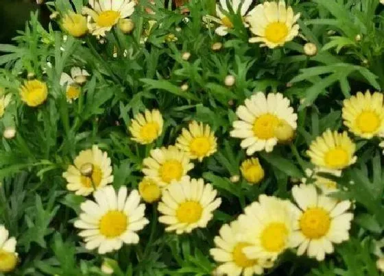 花语|黄色雏菊的花语和寓意