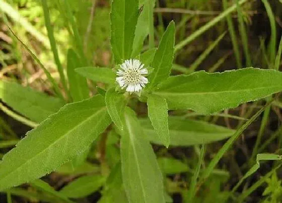 植物百科|旱莲草又叫什么名字