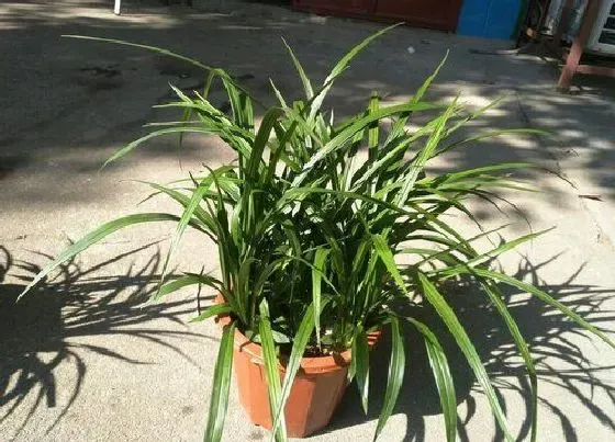 植物百科|蓝草是什么植物 属于什么科植物