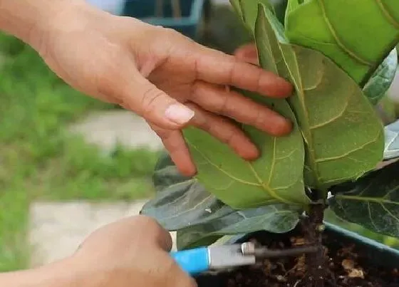 植物修剪|琴叶榕怎么修剪方法