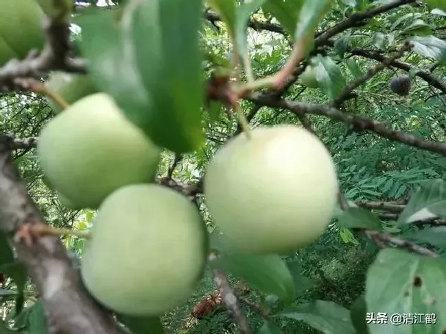 植物施肥|果树缺钙用什么肥料最适合，果树需补什么钙肥最好）