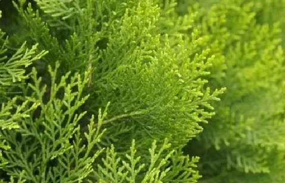 植物寓意|广元的市花是什么花 意义是什么