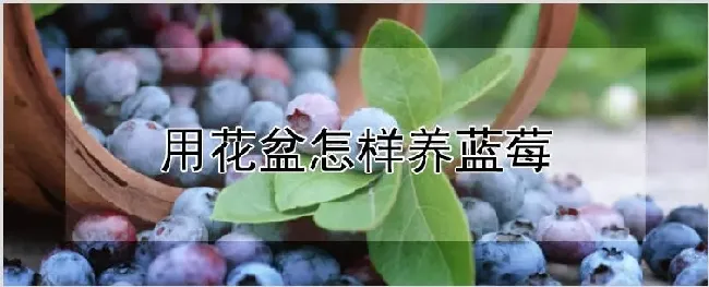 用花盆怎样养蓝莓 | 农业技术