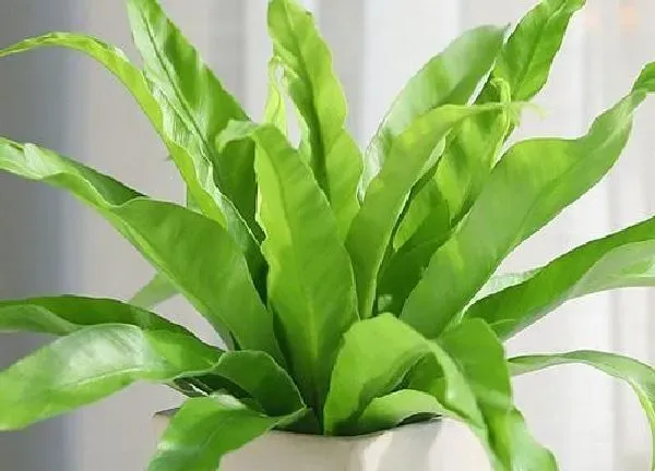 植物浇水|鸟巢蕨多长时间浇一次水