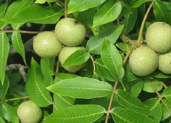 种植管理|核桃南方可以种吗
