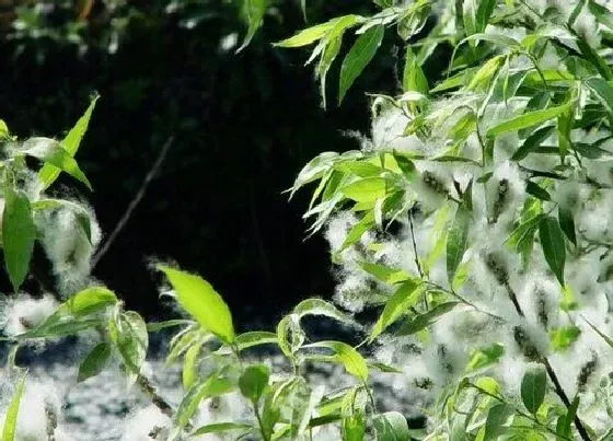 种植管理|杨树生长速度快慢 一年能长多少