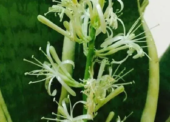 植物百科|金边虎皮兰会开花吗 开花有什么预兆