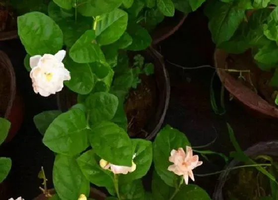 冬天植物|茉莉花能在室外过冬吗 茉莉花盆栽冬天能放室外吗