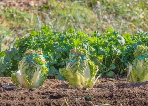 果实成熟|白菜什么季节成熟 成熟季节是几月份