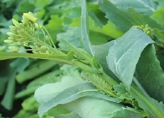 植物种类|油菜是双子叶植物吗