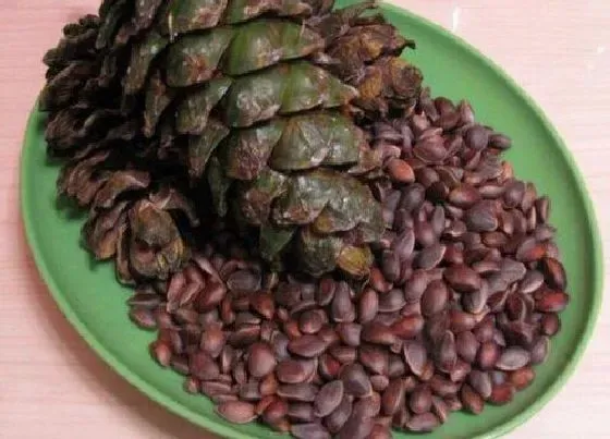 植物百科|松树有种子吗