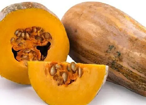 食用常识|南瓜需要去皮吗（吃南瓜去皮好还是不去皮好）