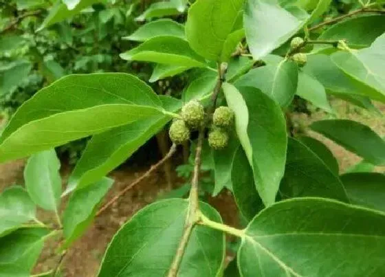 植物种类|柘树是什么树 长什么样子